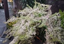 Tanaman Hias Patah Tulang Curly, Si Unik dengan Bentuk Keriting