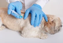 Rabies Renggut 59 Ribu Nyawa Per Tahun, Ini Faktanya