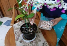 Pupuk Kulit Telur untuk Tanaman, Cara Sederhana Memanfaatkan Limbah Dapur