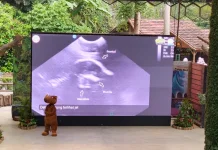 Dua Badak Sumatra Bunting, Diprediksi Melahirkan April-Mei 2027