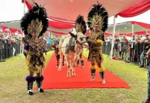 Kontes Sapi APPSI Piala Presiden 2026 , Peternak Rakyat Didorong Naik Kelas