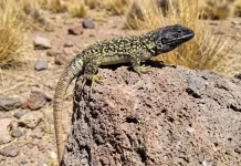 Liolaemus arequipensis, Spesies Kadal Baru dari Pegunungan Andes Peru