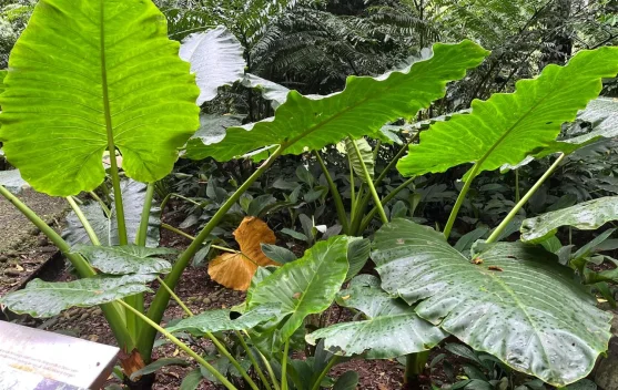 Pesona Talas Raksasa Hijau di Kebun Raya Bogor