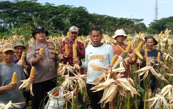 Polsek Babakan Madang Bersama Poktan Pancar Harapan Panen Jagung