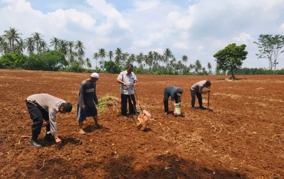Kapolsek Rumpin Gerakan Anggota Tanam Satu Hektar Jagung Hibrida