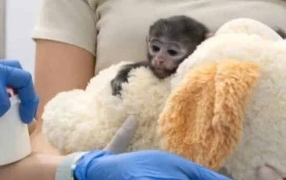 Bayi Monyet di Meksiko Bertahan Hidup dengan “Ibu” Boneka setelah Ditolak Induknya