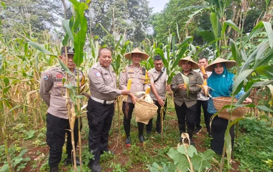 Dukung Ketahanan Pangan, Kapolsek dan Kades Parung Bogor Panen Jagung
