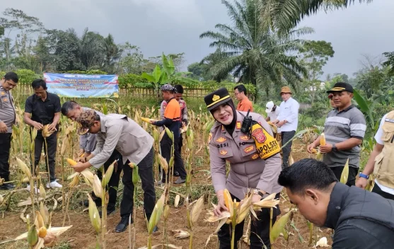 Polsek Megamendung Panen Jagung Hibrida Dukung Program Asta Cita Presiden