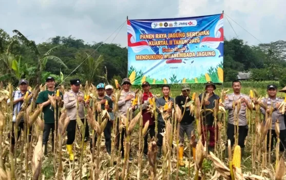 Polsek Nanggung Panen Jagung Hibrida, Dukung Swasembada Pangan