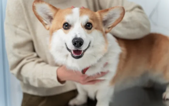 International Corgi Day 4 Juni, Hari Khusus untuk Anjing Berkaki Pendek
