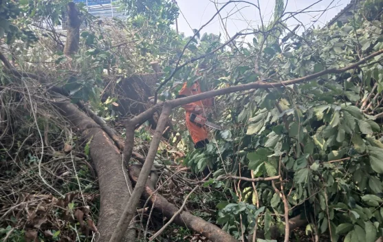 Dahan Pohon Rambutan Patah Timpa Halaman Belakang Perkantoran di Jalan Ahmad Yani