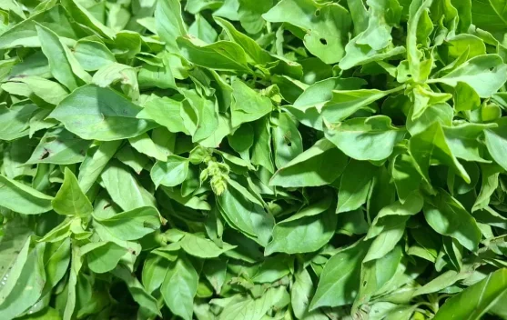 Kemangi, Daun Wangi yang Lebih dari Sekadar Lalapan