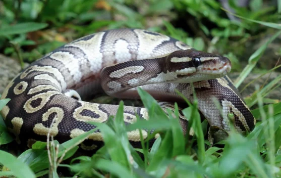 World Snake Day, Ular Punya Peran Penting bagi Keseimbangan Alam