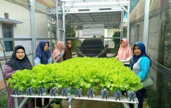 Minat Urban Farming Terus Meningkat di Perkotaan