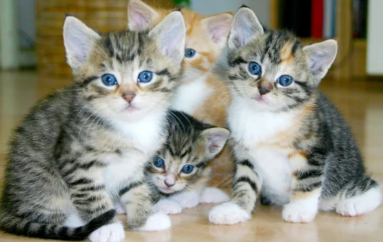 Mengapa Warna Mata Anak Kucing Berubah saat Dewasa? Ini Alasan Uniknya