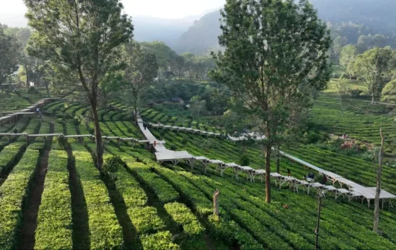 Agrowisata Gunung Mas Puncak Bogor jadi Daya Tarik Wisatawan saat Musim Kemarau
