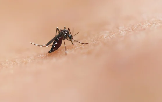 Waspada! El Nino Bawa Kemarau Ekstrem di Jabodetabek, Ancaman Nyamuk Makin Nyata