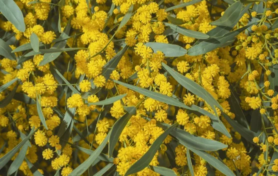 Hari Wattle 1 September, Tradisi Australia Menyambut Musim Semi