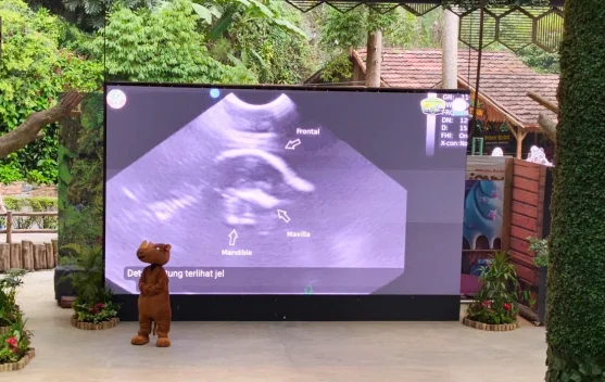 Dua Badak Sumatra Bunting, Diprediksi Melahirkan April-Mei 2027