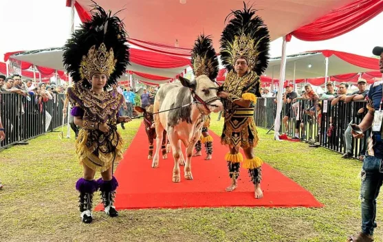 Kontes Sapi APPSI Piala Presiden 2026 , Peternak Rakyat Didorong Naik Kelas