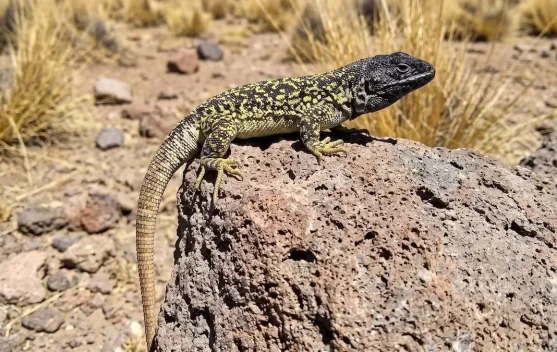 Liolaemus arequipensis, Spesies Kadal Baru dari Pegunungan Andes Peru