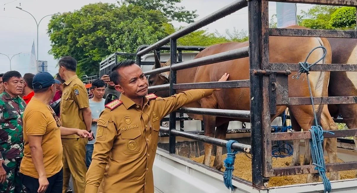 Pemkab Bone Salurkan 46 Ekor Sapi Kurban, Cleaning Service hingga Santri Pesantren Jadi Sasaran