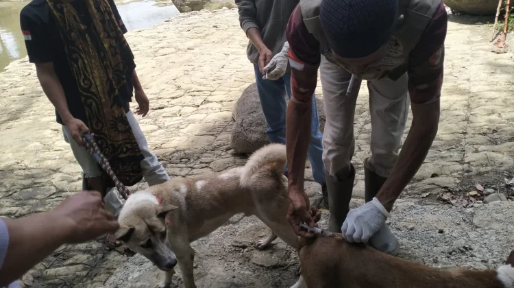 Pemkab Bone Mulai Vaksinasi Massal Hewan Penular Rabies