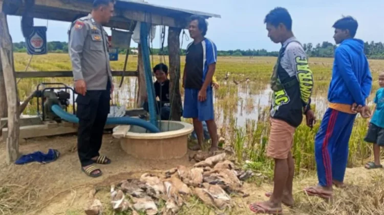 Ratusan Bebek Warga Data, Mati Secara Misterius