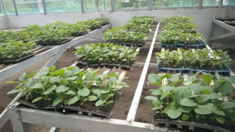 Lampoko: Dari Desa Binaan Menjadi Istana Sayur