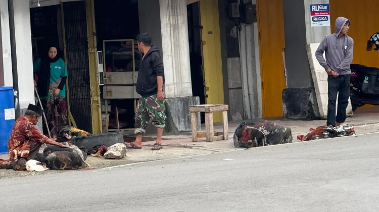 Ayam Kampung jadi Incaran Warga Bone jelang Hari Raya Idul Fitri