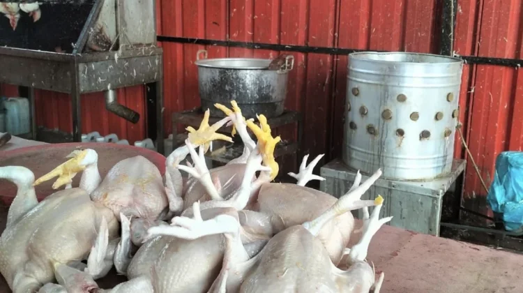 Pedagang Keluhkan Harga Ayam Tinggi Pasca Lebaran 2026