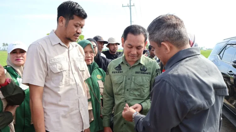Serangan OPT Ancam, Pemkab Pinrang Lakukan Penyemprotan Massal