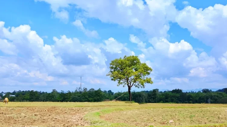 Sawah Tadah Hujan di Sinjai Mulai Kekeringan saat Musim Tanam
