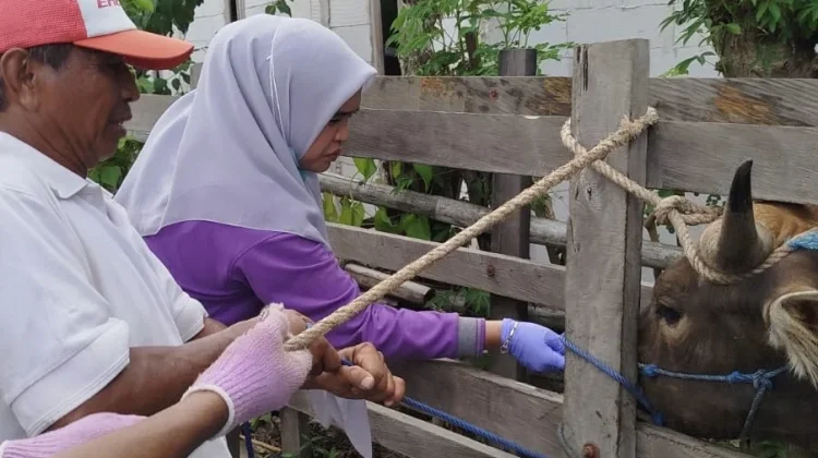 Pemeriksaan Hewan Kurban Bone Digelar di 27 Kecamatan