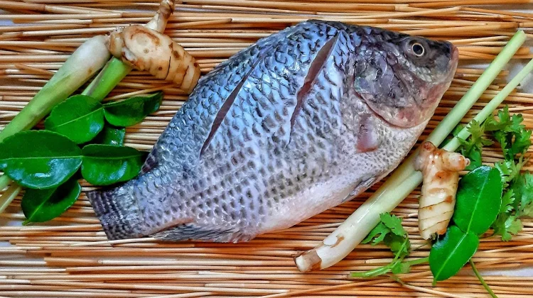 Kandungan Gizi dan Manfaat Ikan Nila