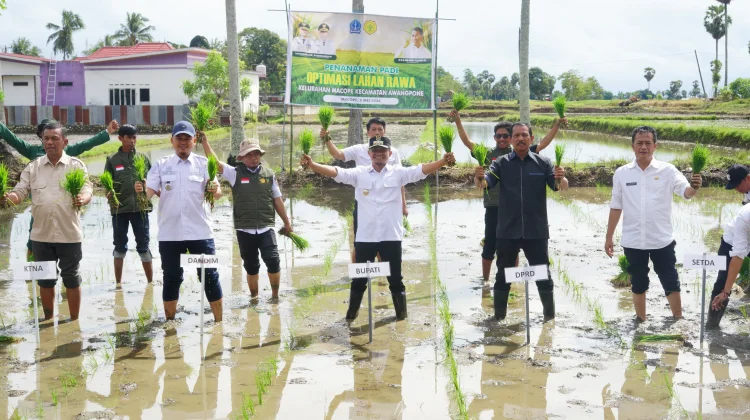 Optimalkan Lahan Rawa, Bupati Bone Pimpin Penanaman Padi Perdana