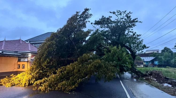 Pohon Tumbang Tutupi Badan Jalan menuju Stadion Lapatau