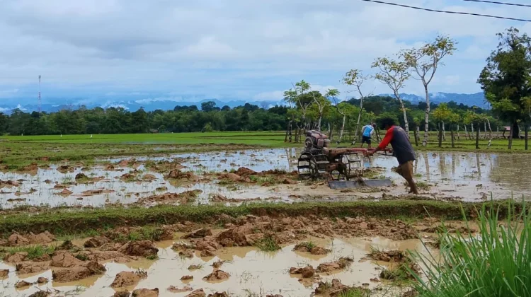 Dinas TPHP Sinjai Percepat Tanam Hadapi Ancaman El Nino 2026