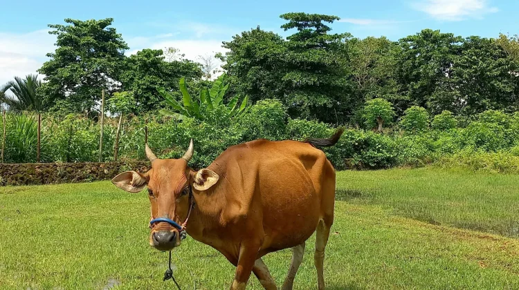 Sapi Bali Jadi Primadona jelang Iduladha di Bone