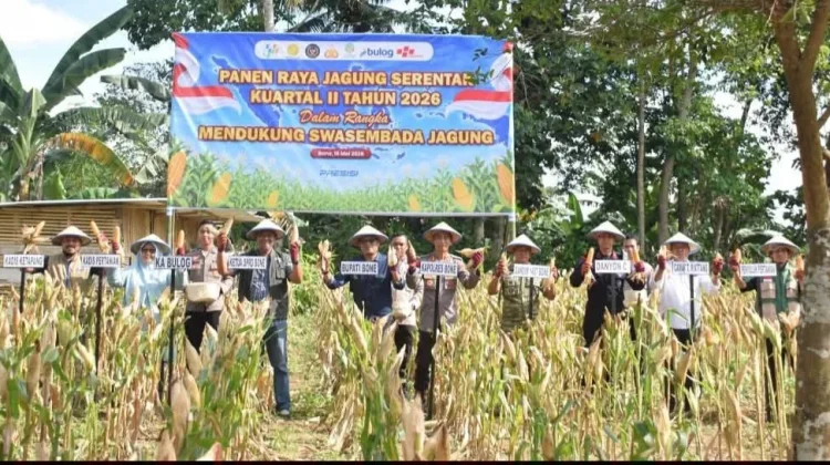 Bone Panen Raya Jagung Serentak Kuartal II