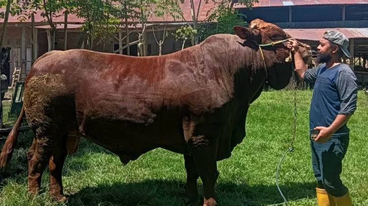 Presiden Borong 9 Sapi Kurban dari Sinjai, Bobot Terbesar Tembus 1 Ton