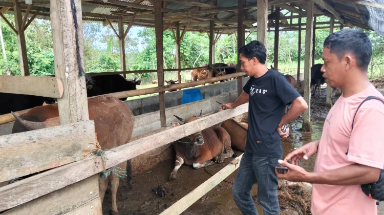 Harga Sapi Kurban di Sinjai Naik jelang Iduladha