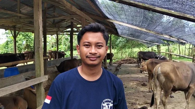 Pesanan Membeludak, 118 Sapi Kurban di Madeceng Farms Sinjai Ludes Terbooking