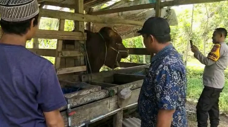 Brian, Sapi Limosin 1 Ton Asal Sinjai Timur Jadi Hewan Kurban Presiden