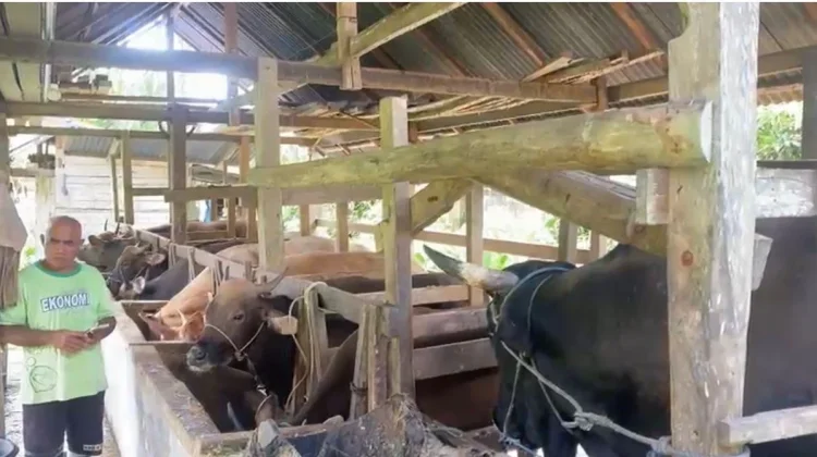Sapi Bali Jadi Primadona Hewan Kurban di Bone