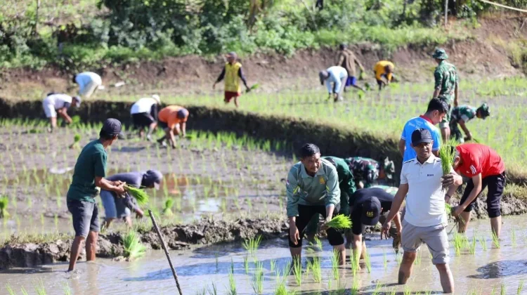 Bupati Bone Pimpin Aksi Tanam Padi Bersama di Ponre