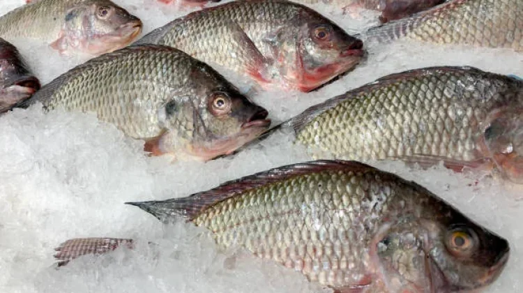 Dianggap Invasif, Ikan Nila Kurang Diminati di Jepang