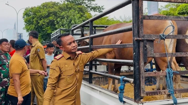 Pemkab Bone Salurkan 46 Ekor Sapi Kurban, Sasar Cleaning Service hingga Pesantren