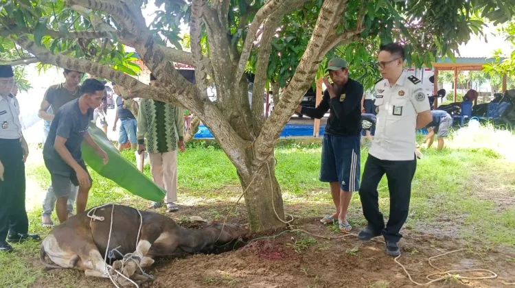 Lapas Watampone Tebar Kepedulian lewat Penyembelihan Hewan Kurban