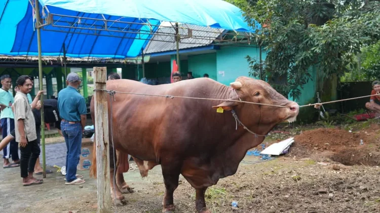 Sebanyak 1.109 Hewan Kurban Tersebar di Sembilan Kecamatan Sinjai